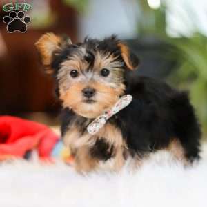 Hailey, Yorkie Puppy